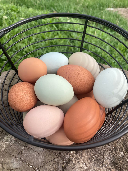 Rainbow Basket Layer Chicks