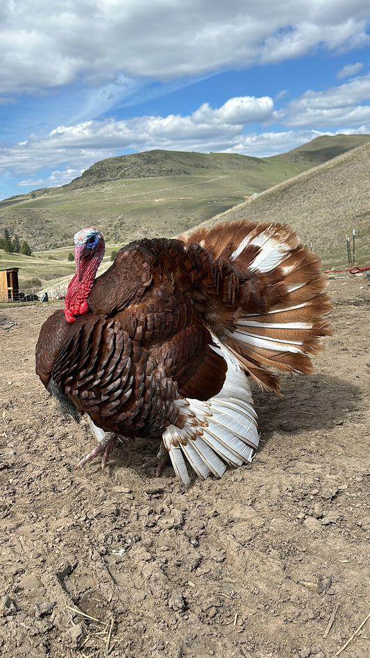 Bourbon Red Turkey (DRESSED FRESH //  PRE-ORDER)