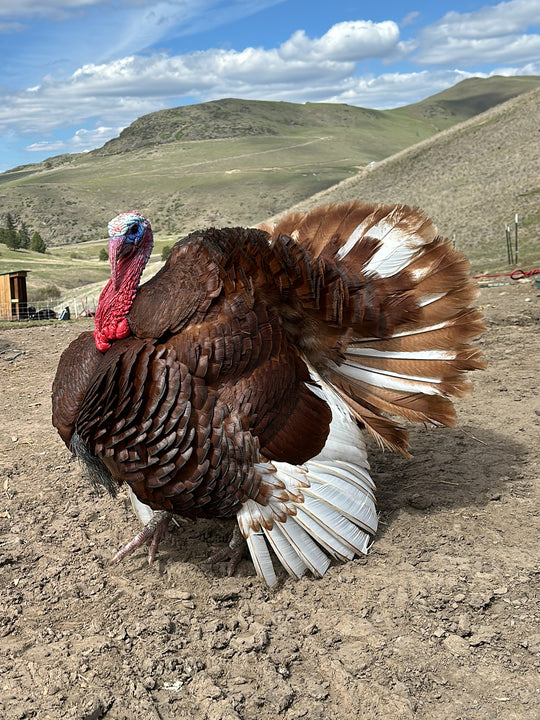 Bourbon Red Turkey (DRESSED FRESH //  PRE-ORDER // MEAT)