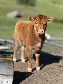 Ollie the Jersey/Brown Swiss/Mini Highland Bull Calf