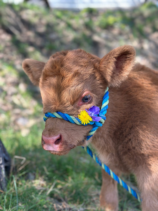 Frankie the Red Highland Bull Calf (Deposit - see full price in Listing)