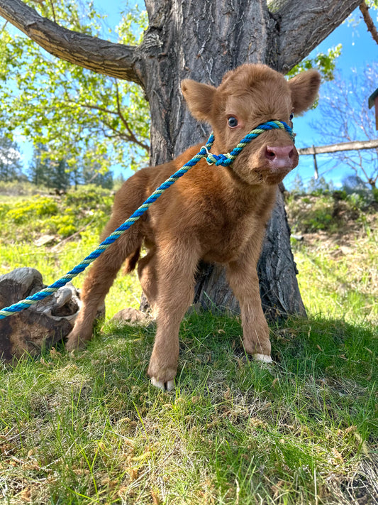 Frankie the Red Highland Bull Calf (Deposit - see full price in Listing)