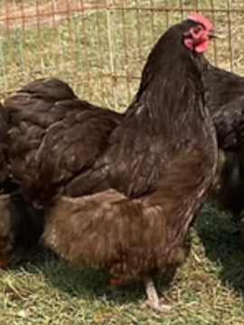 Chocolate Orpington Chicks