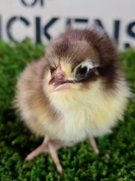 Chocolate Orpington Chicks